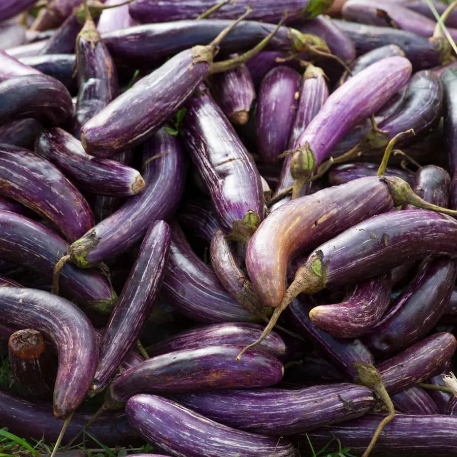 Auberginen