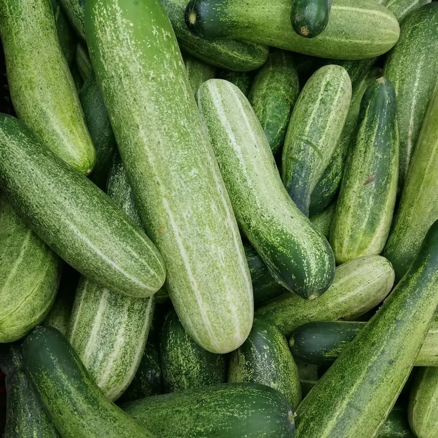 Salatgurken