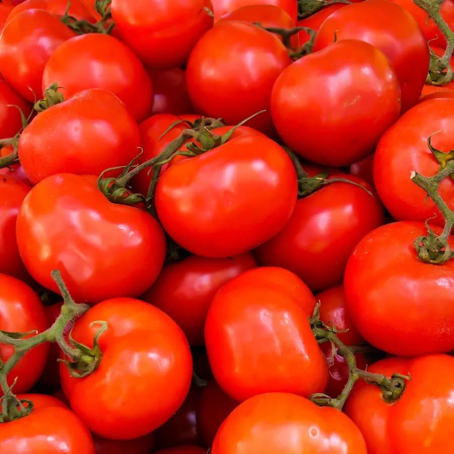 Strauchtomaten